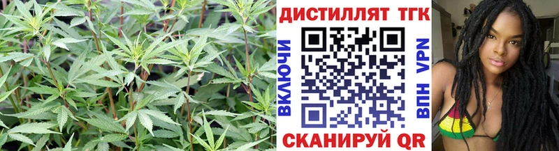 Купить где  Глазов  ТГК концентрат 